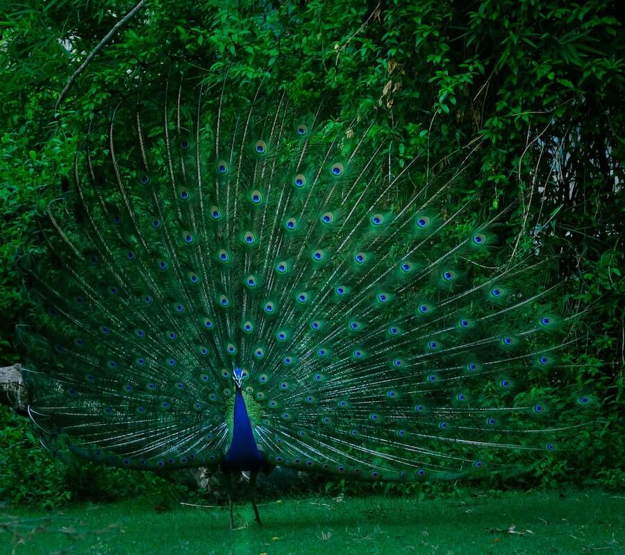 Beautiful Image Of Peacocks The Photo Argus