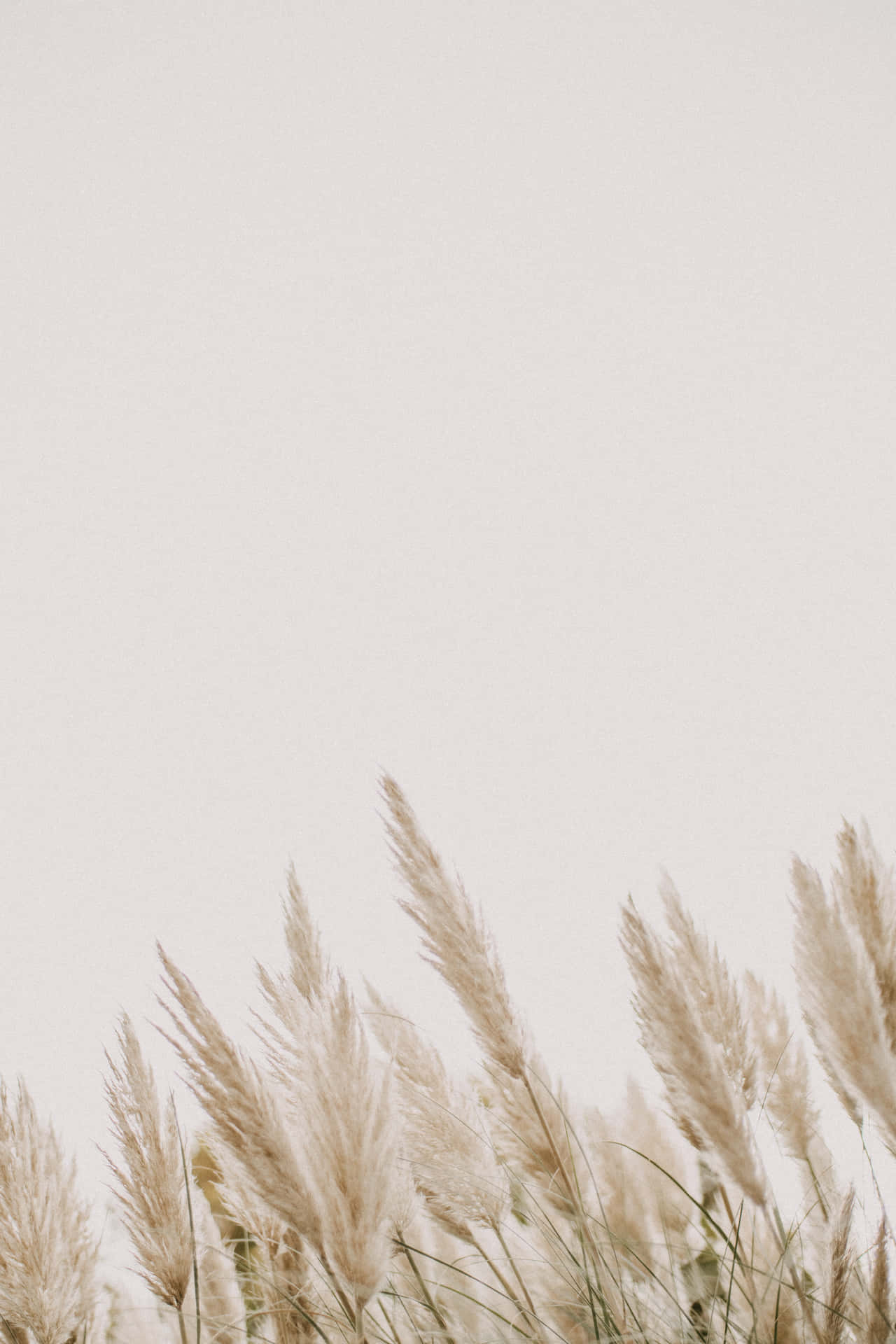 Pampas Grass Wallpaper