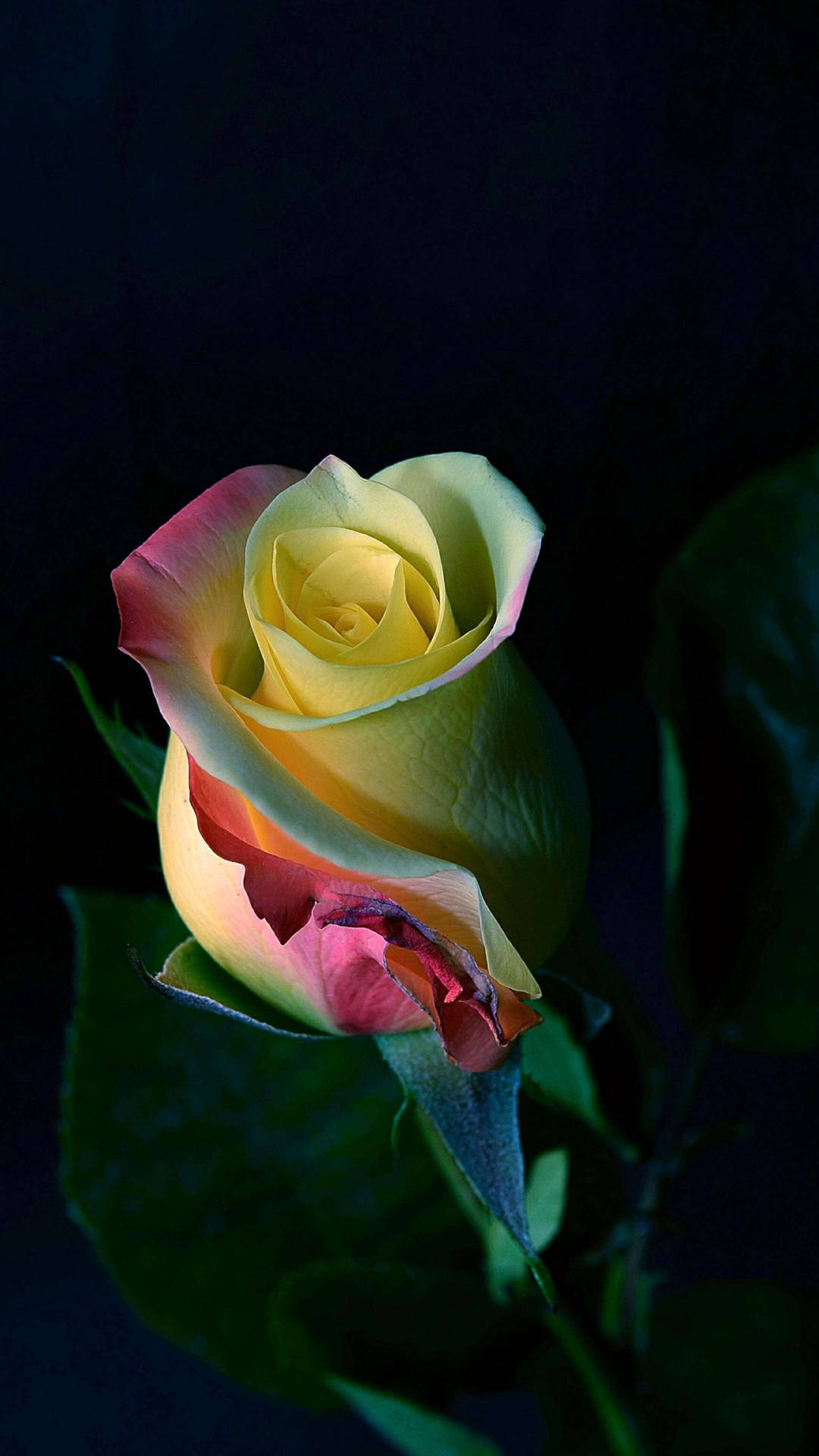 Flower Phone Wallpaper