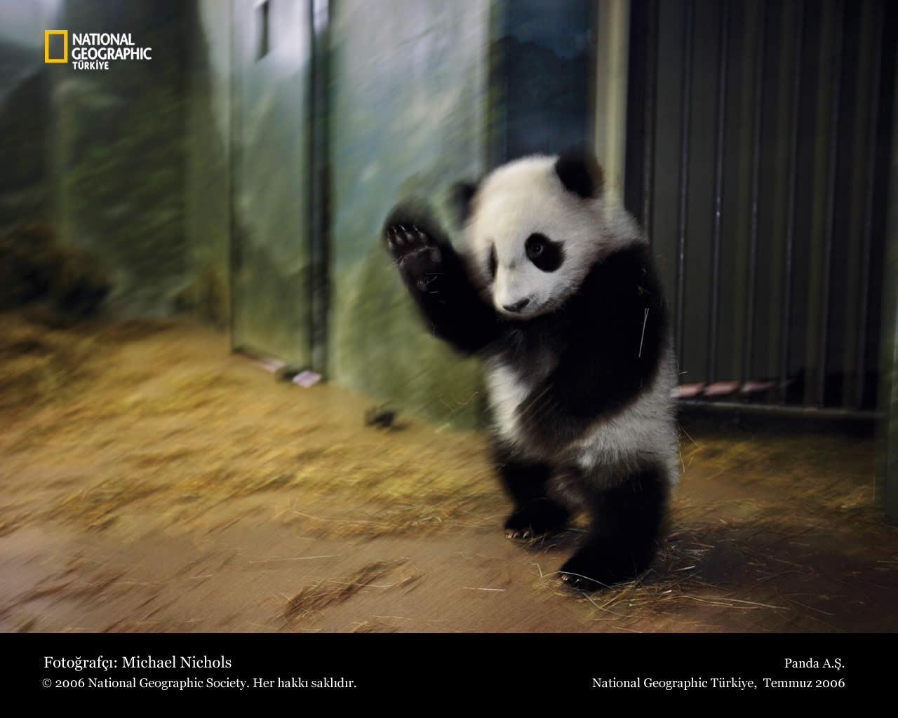 Funny Panda Wallpaper Animal