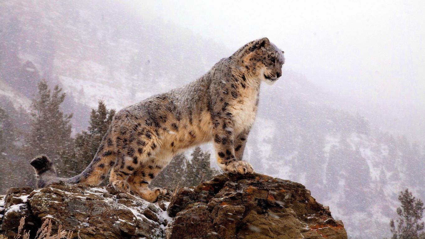 Snow Leopard Wallpapers HD Pictures One HD Wallpaper Pictures 1366x768