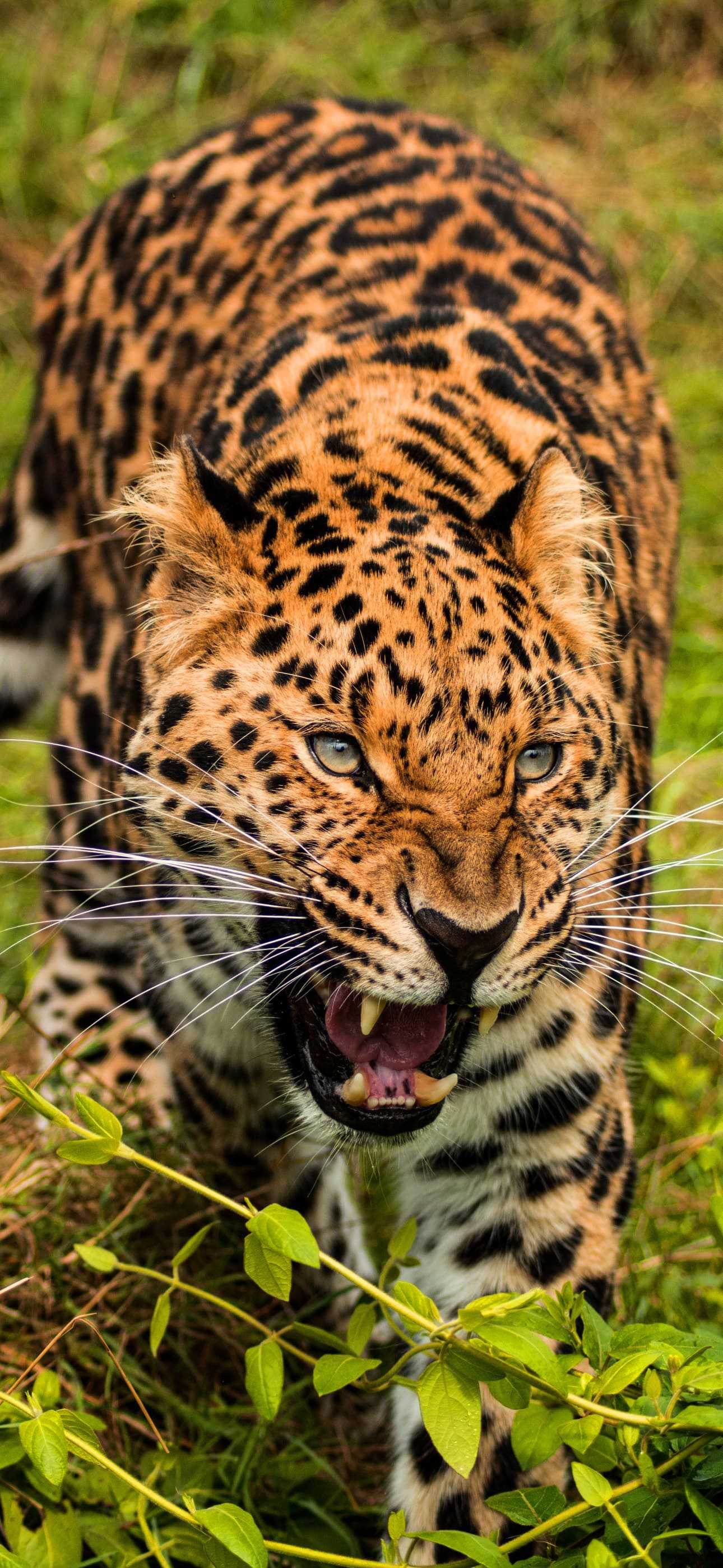 Close-up of an Amur leopard snarling, showcasing its spotted coat and sharp teeth
