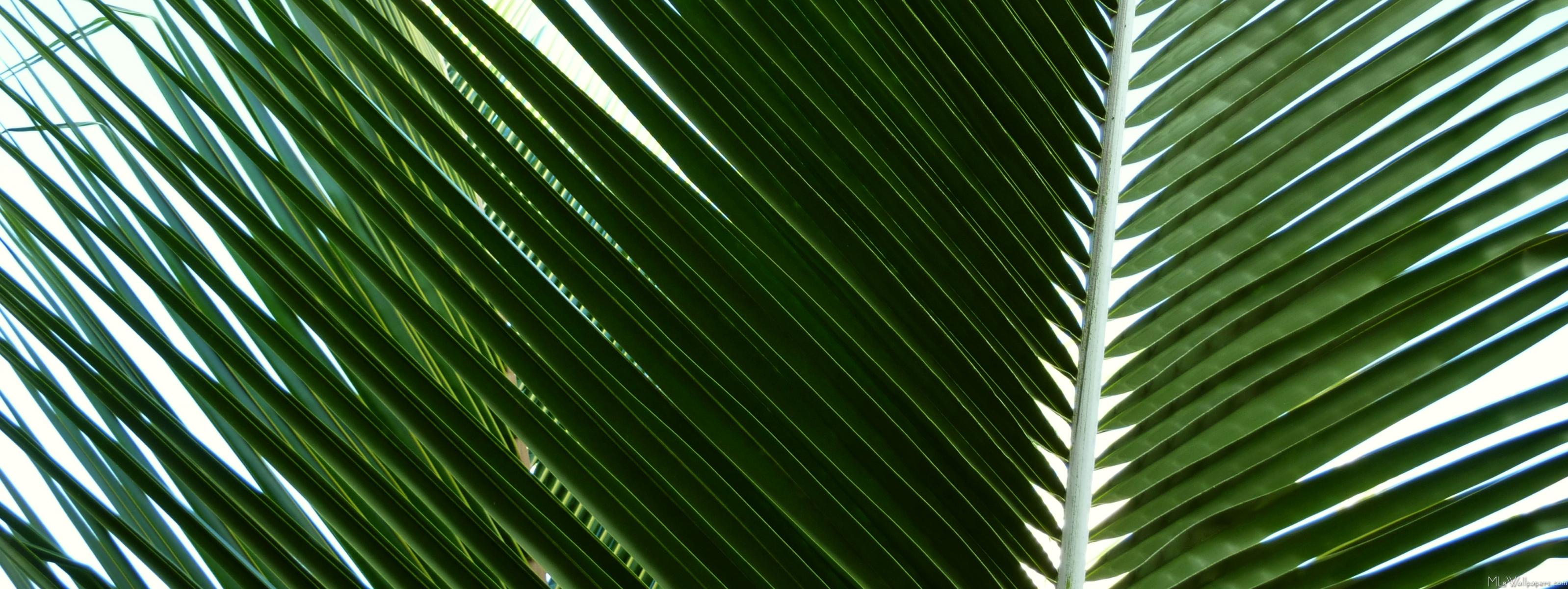 Mlewallpaper Overlapping Palm Fronds
