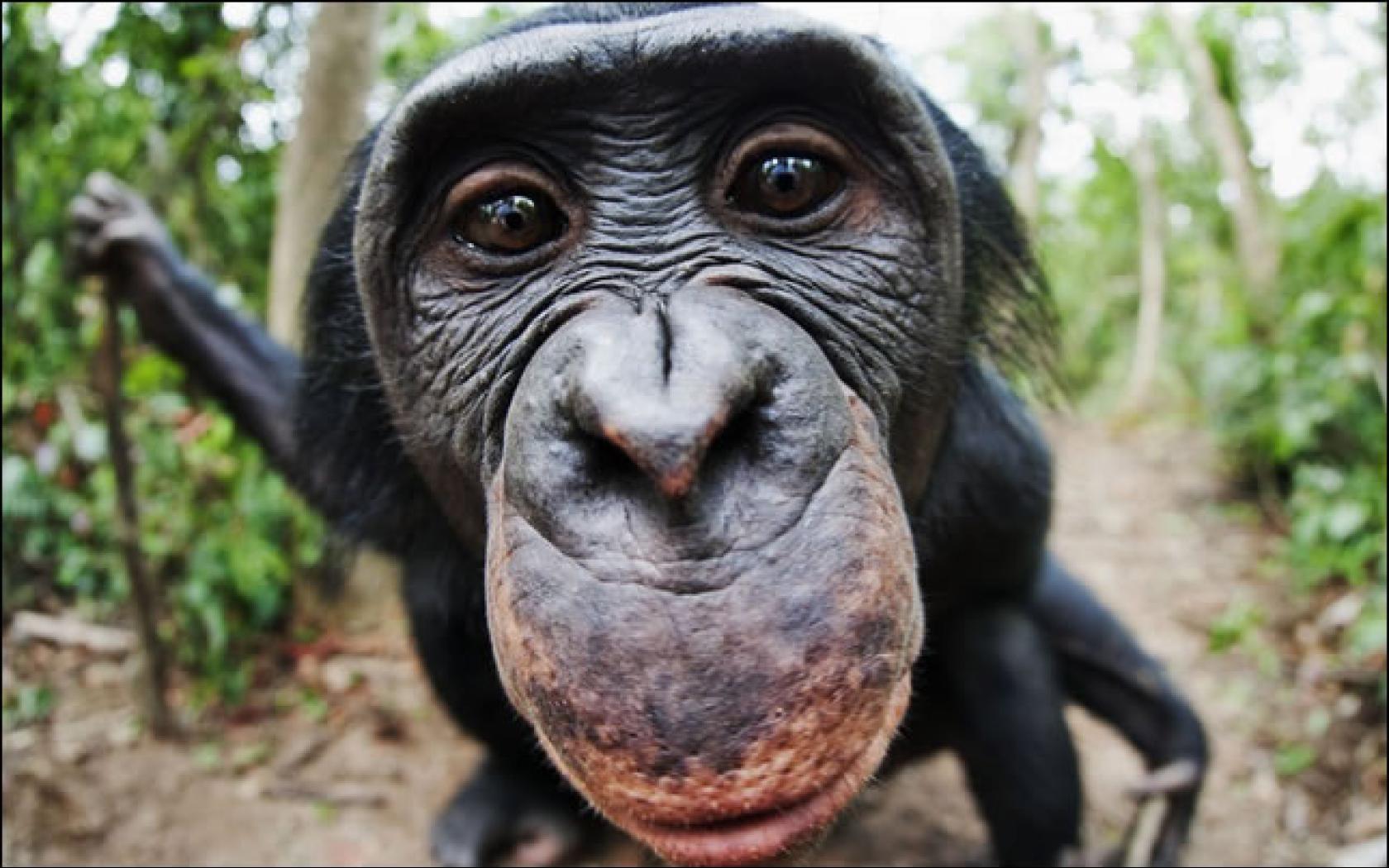 Chimpanzee Desktop Background