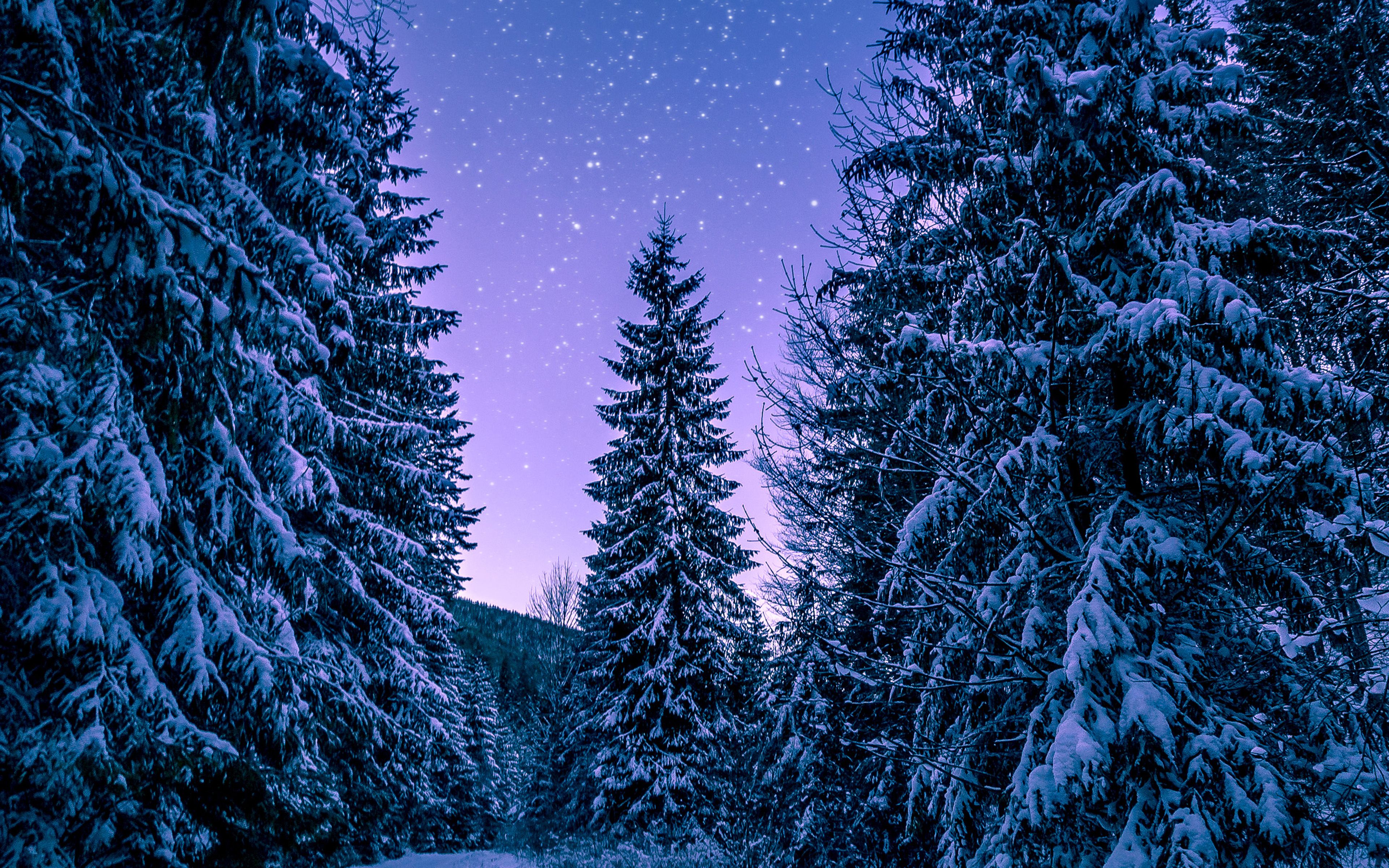 Stunning 4K winter wallpaper featuring snow-covered pine trees under a twilight sky filled with stars