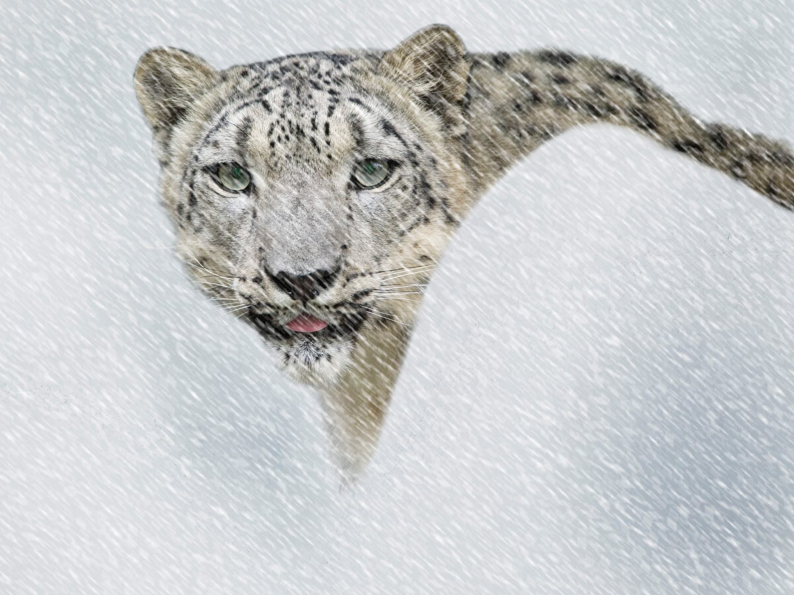 Hq Snow Leopard In Storm Wallpaper