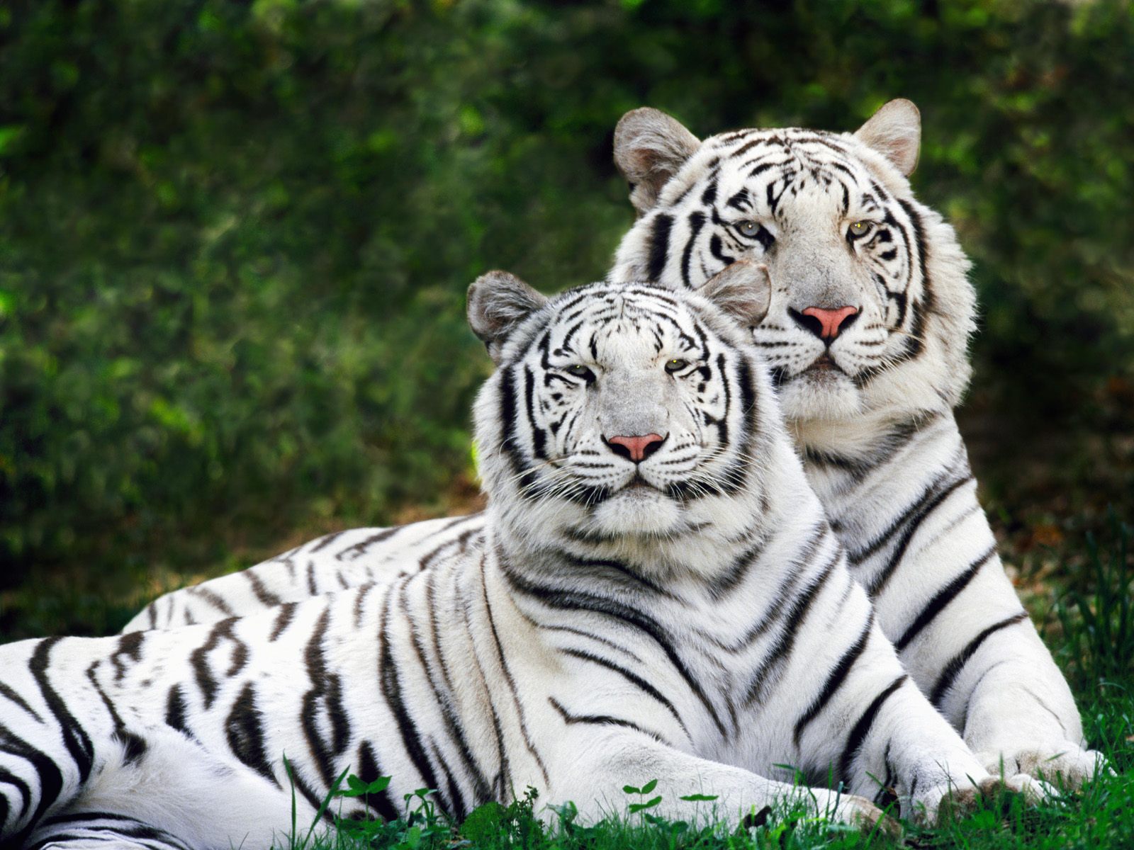 Beautiful White Tiger HD Wallpaper