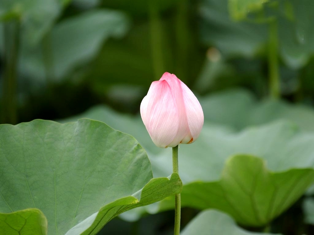 Try It Now Related Wallpaper Flowers Lotus Flower This