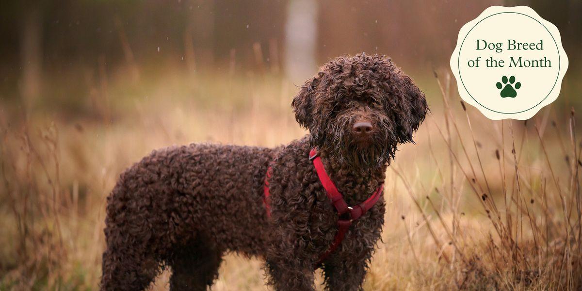 Lagotto Romagnolo Dog Breed Facts Personality Characteristics