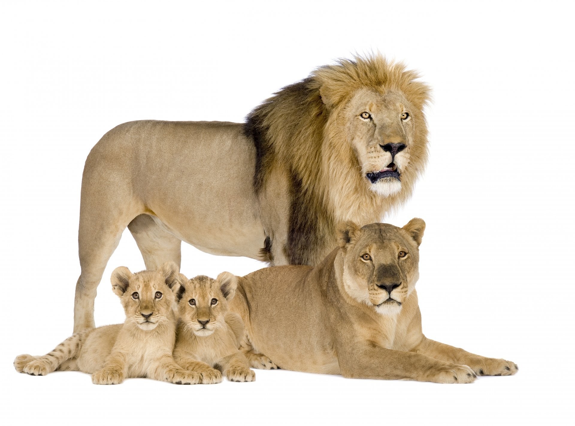 Lion White Background Pictures