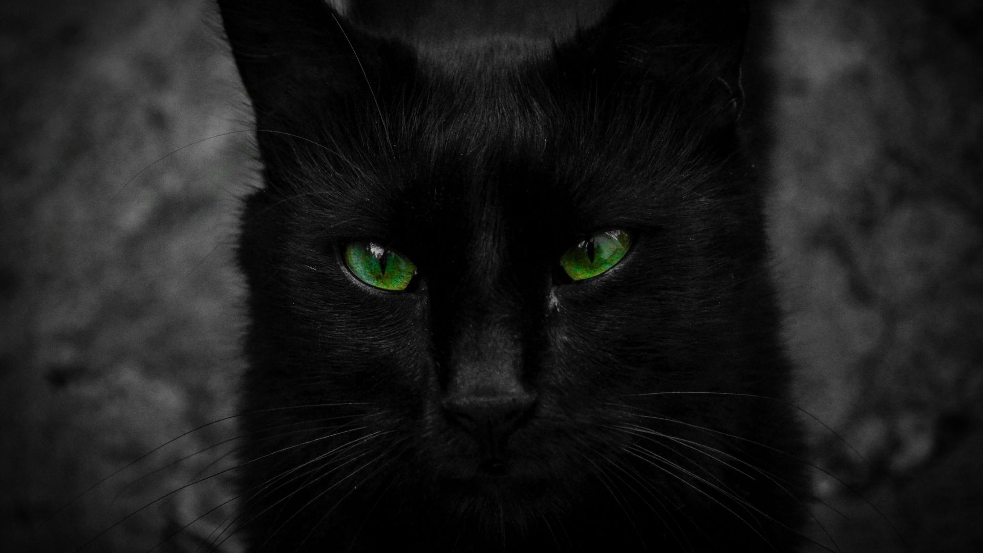 Green Eyed Black Cat HD Wallpaper Background Image