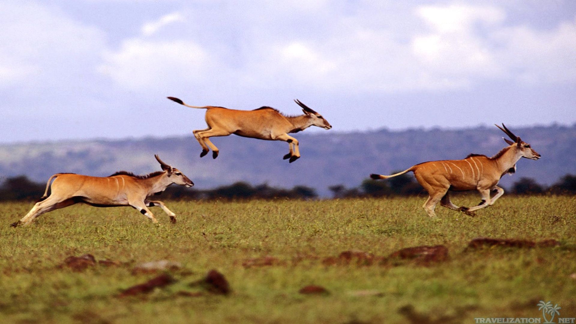 African Animals Wallpaper
