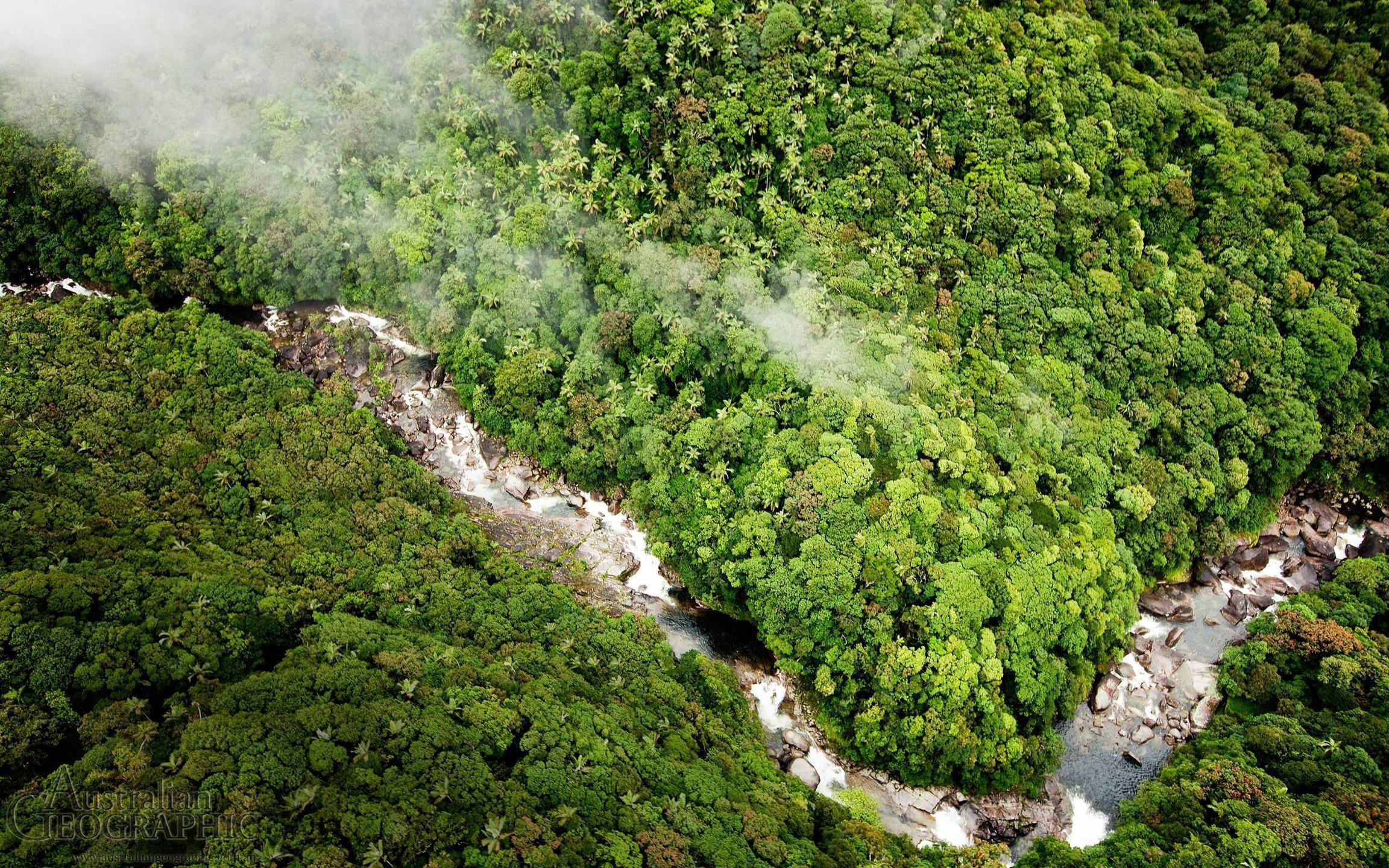 Amazon Rainforest Wallpaper