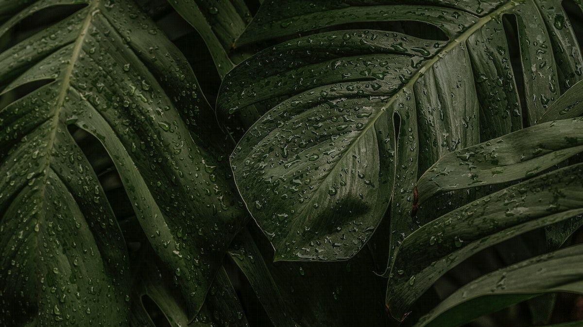 Green Leaf Desktop Background Wallpaper Aesthetic HD Nature Image