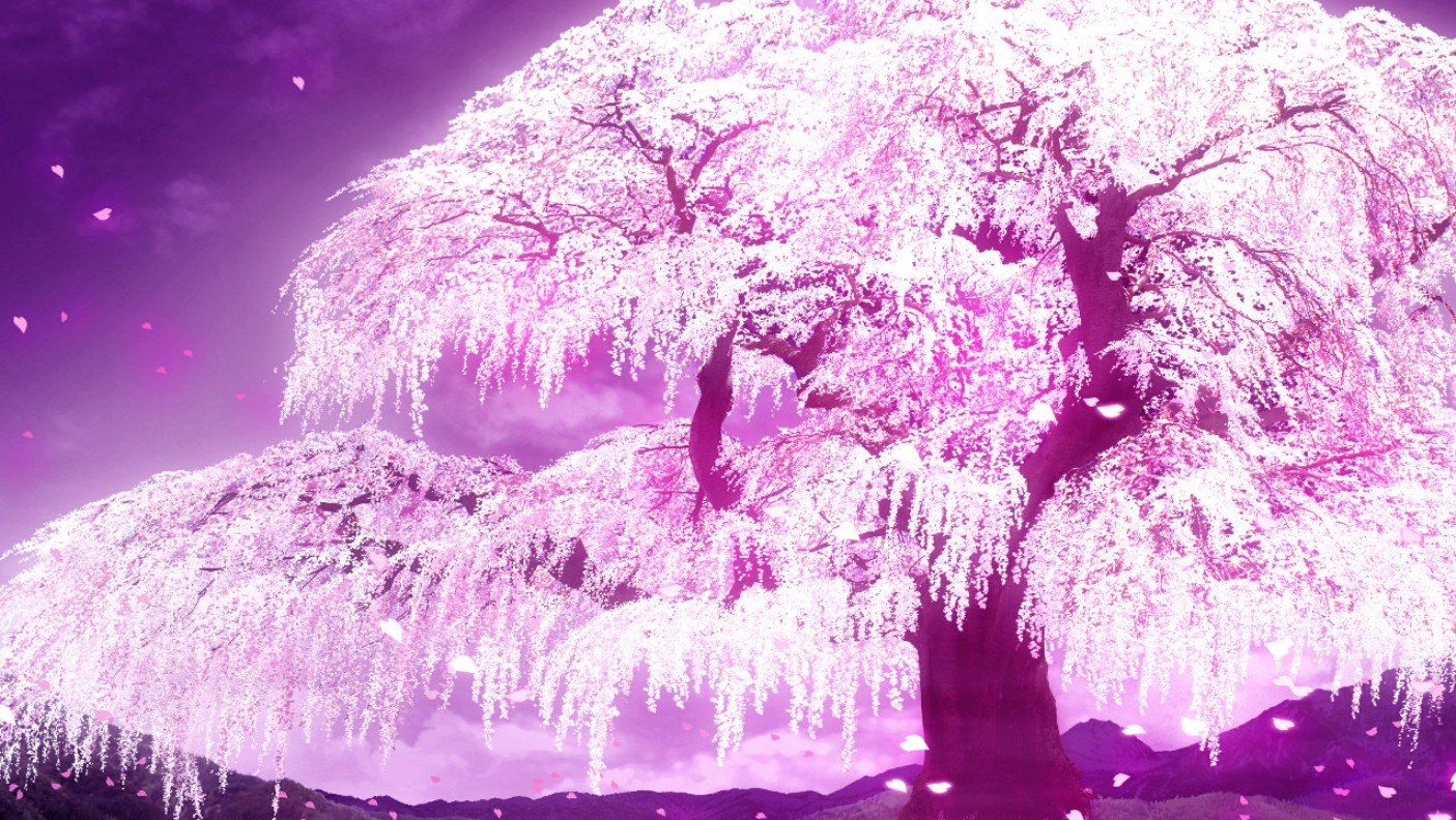 japanese cherry blossom anime wallpaper