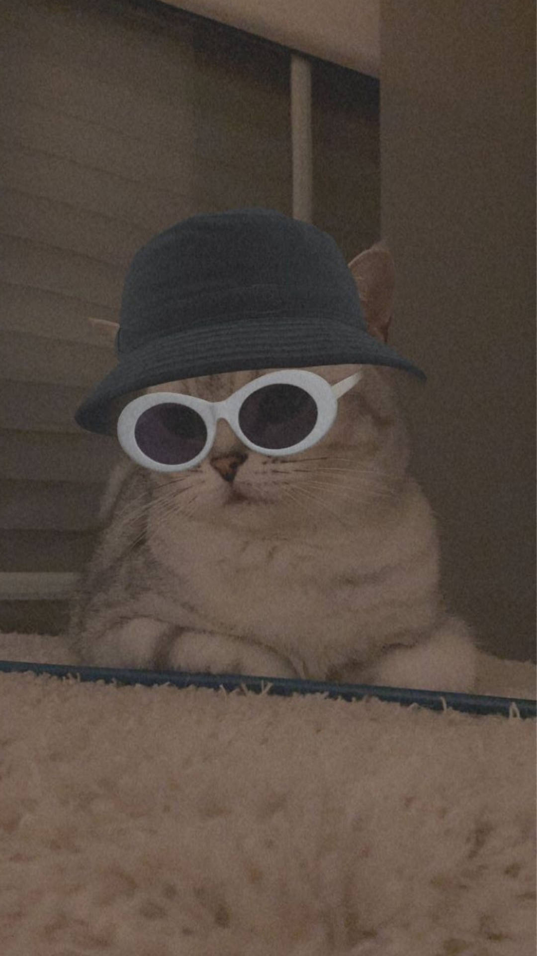 Cute Cat Aesthetic Wallpaper
