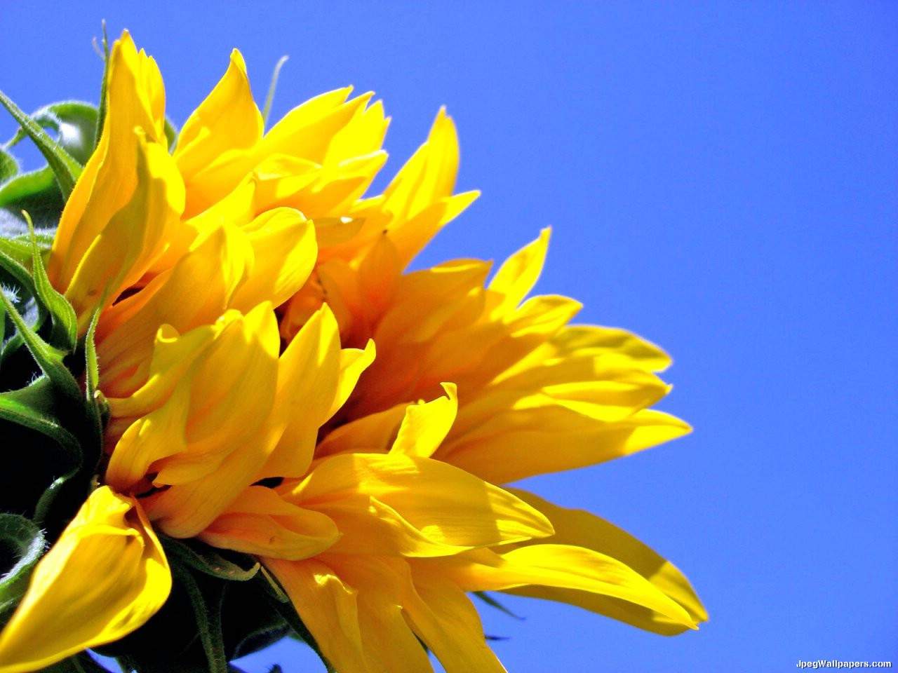 Flowers Wallpaper Sunflower