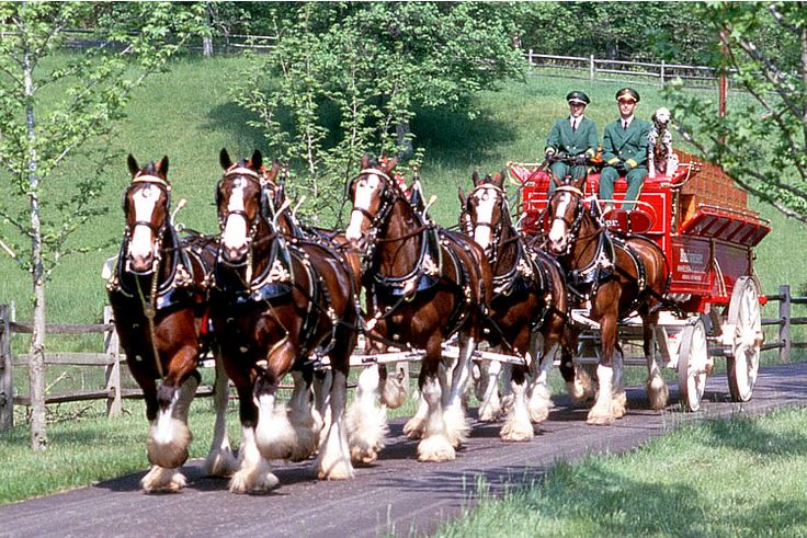 Budweiser Clydesdales Wallpaper Schedule Image