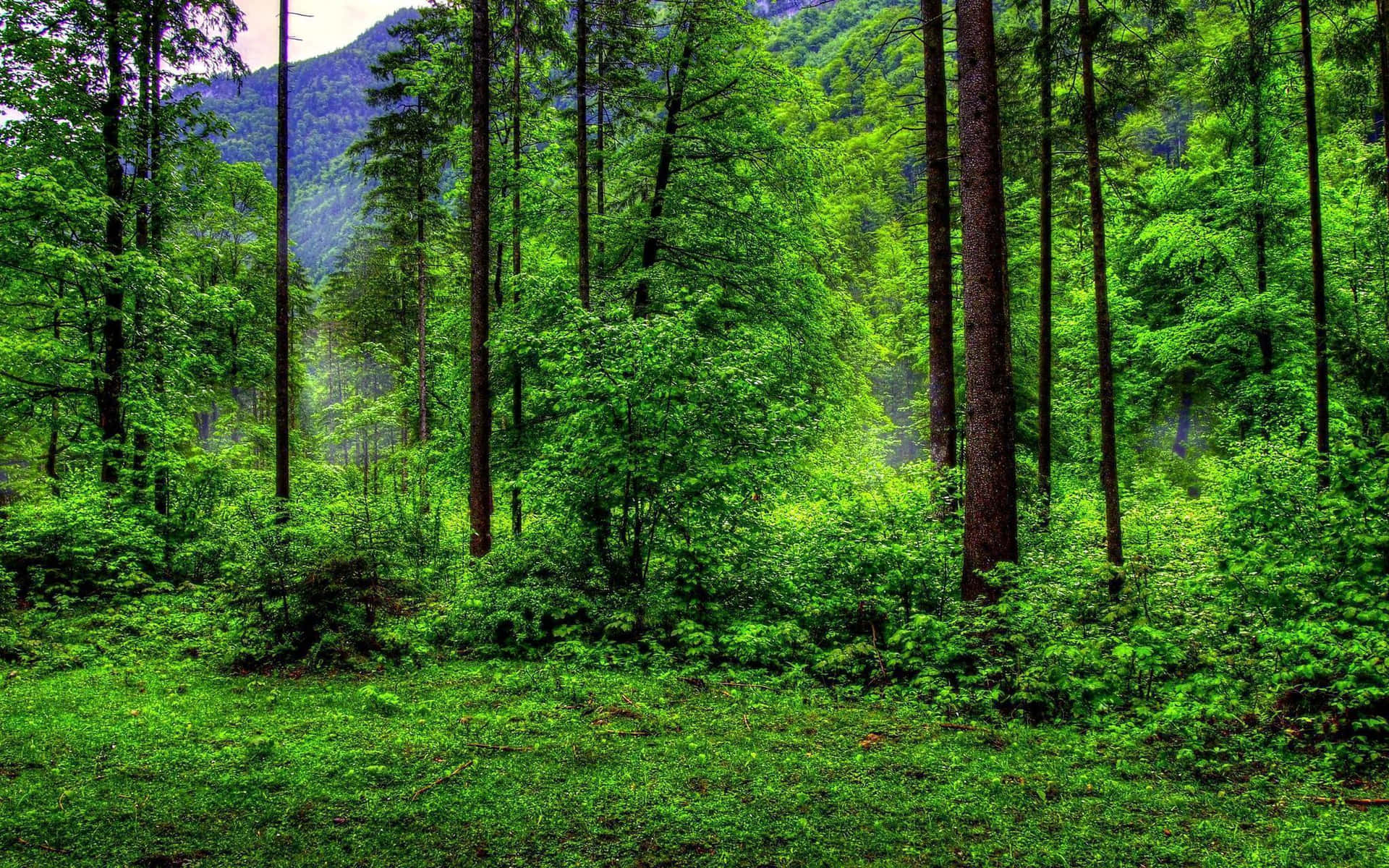 Forest Green Wallpaper