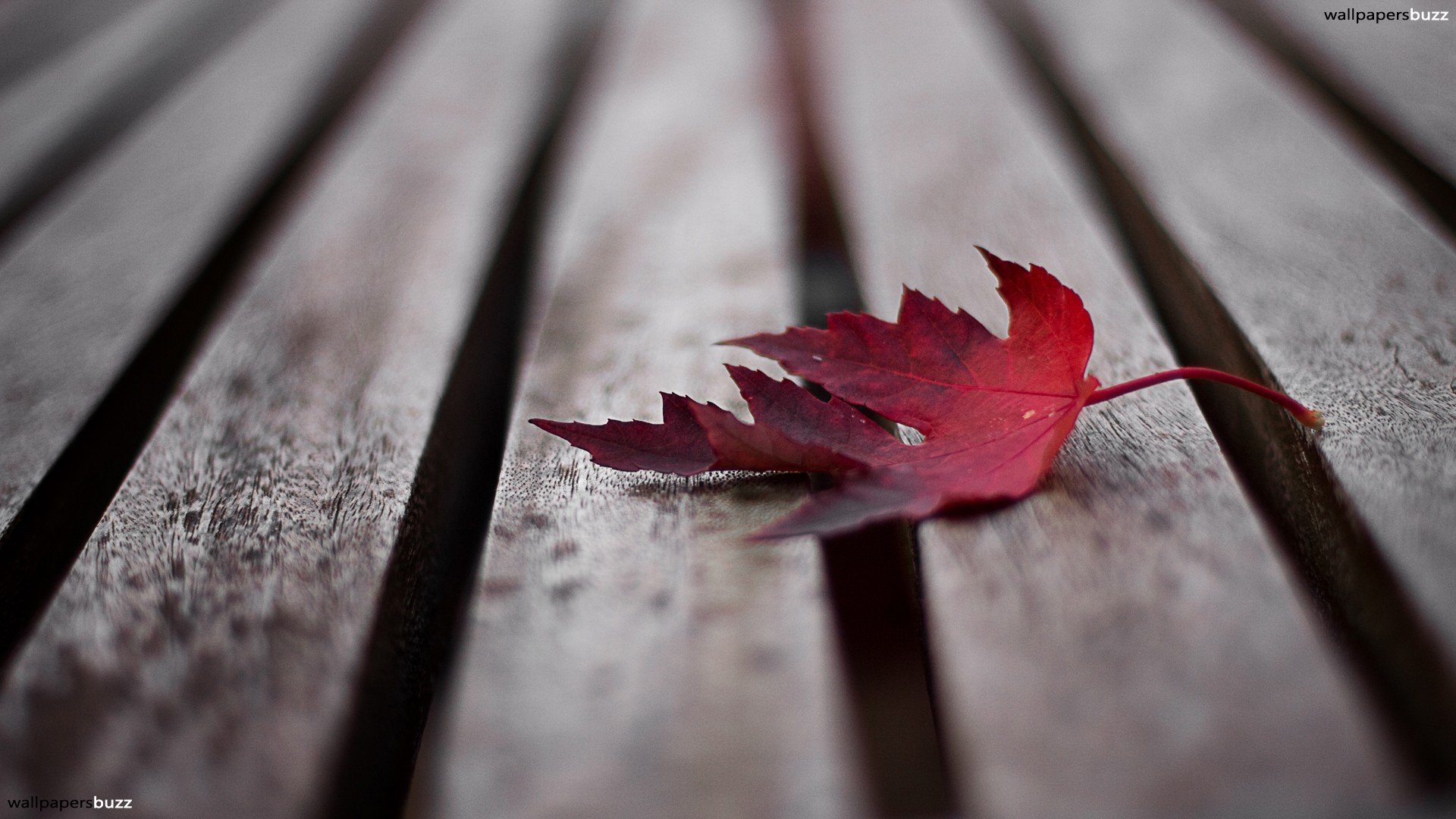 The Red Maple Leaf On Boards HD Wallpaper