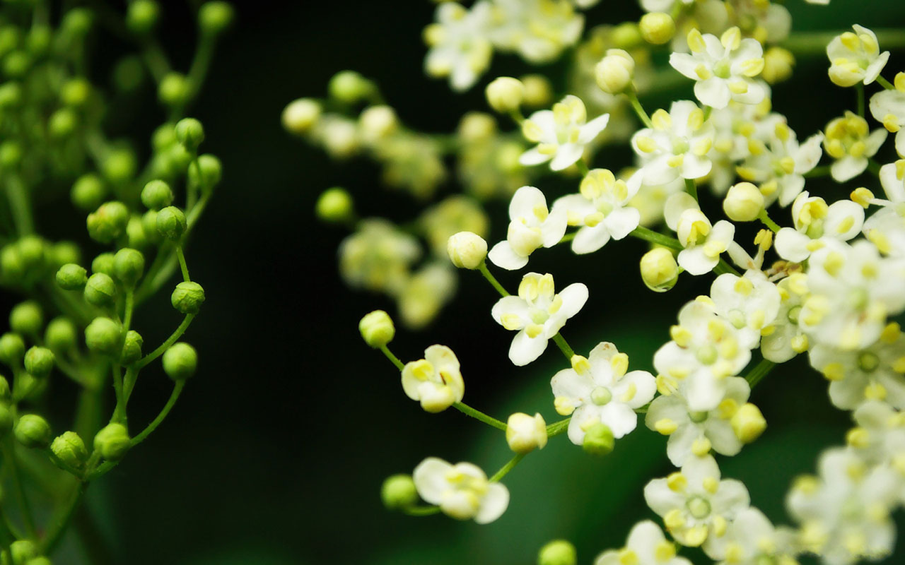 Flowers For Flower Lovers Beautiful Desktop Wallpaper
