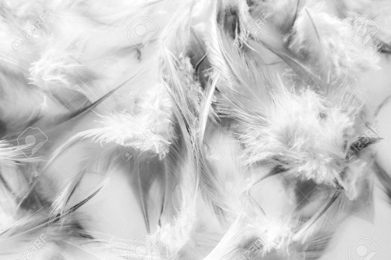 Black And White Feathers