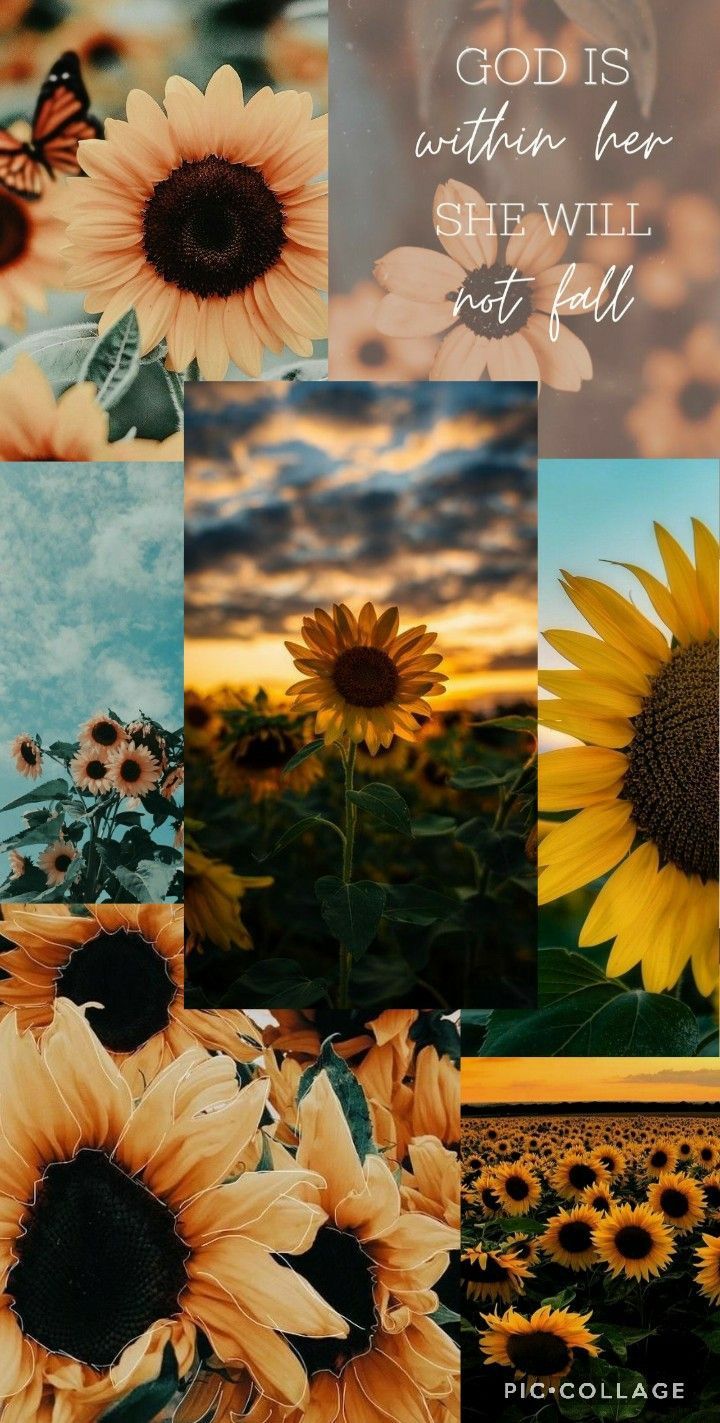Aesthetic Sunflower Wallpaper