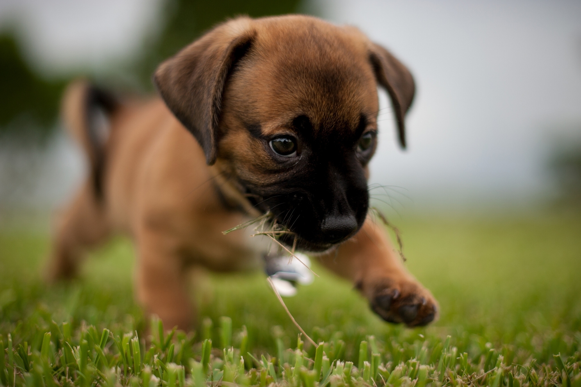 Boxer Puppy For The First Time In Street Wallpaper And Image