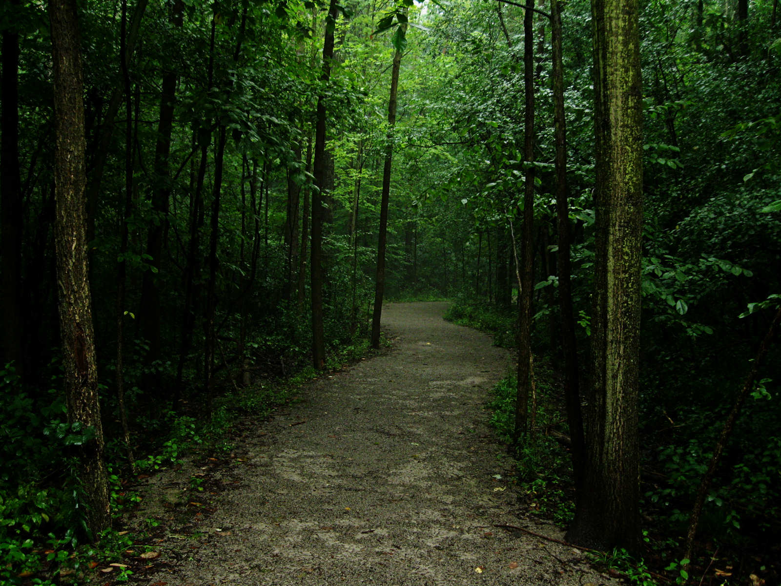 Dark Forest Path Background