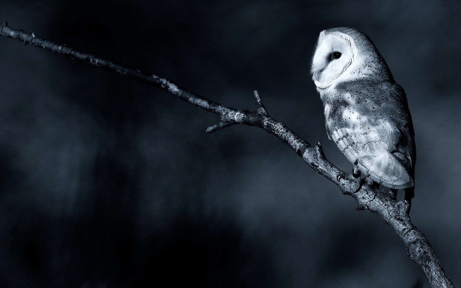 Owl Sitting On The Dry Branch In A Black Background Dream Wallpaper