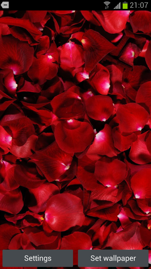 Rose Petals 3d Live Wallpaper Beautiful Mesmerizing Mouthwatering