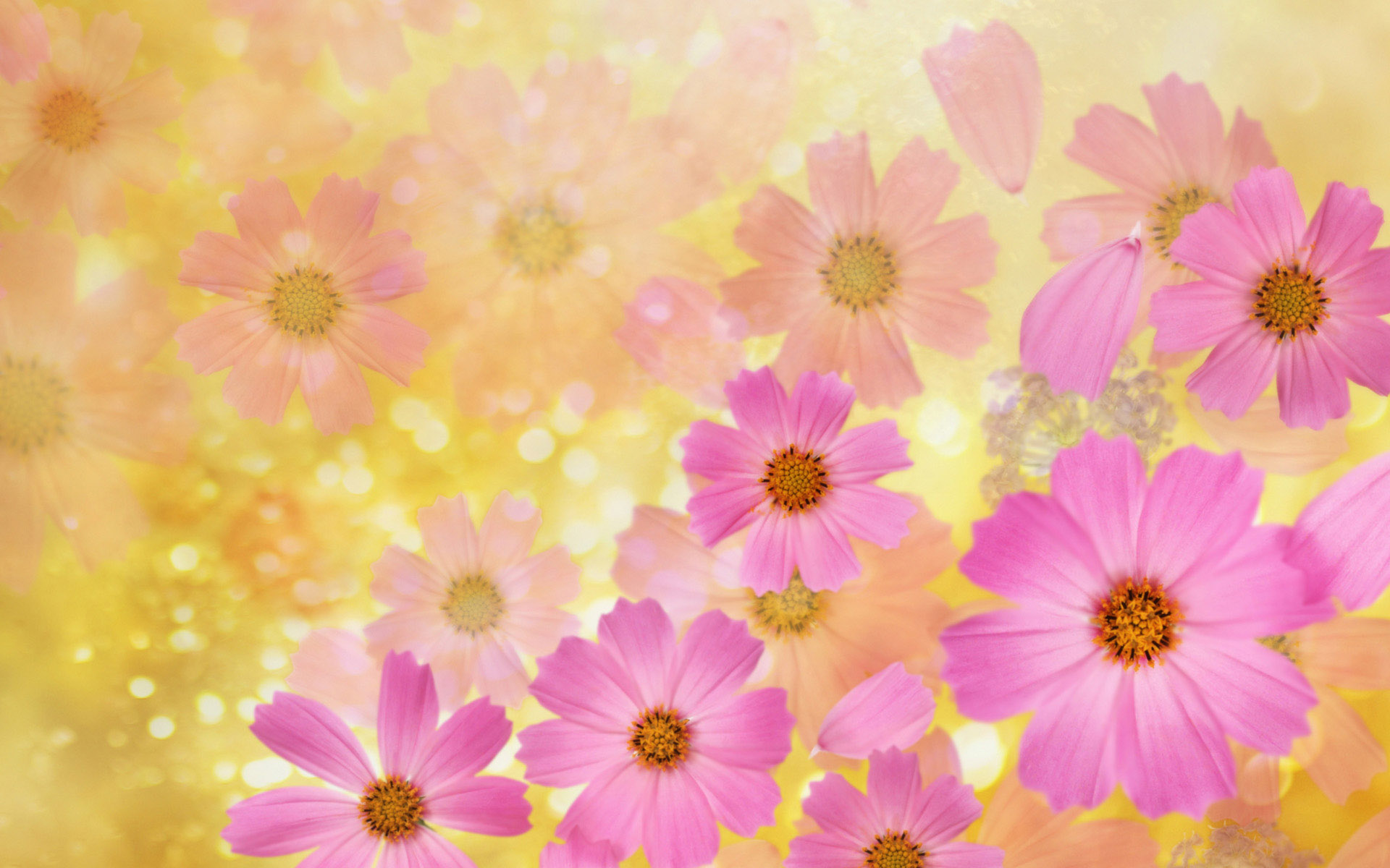 Beautiful Pink Spring Flowers Wallpaper Desktop Background