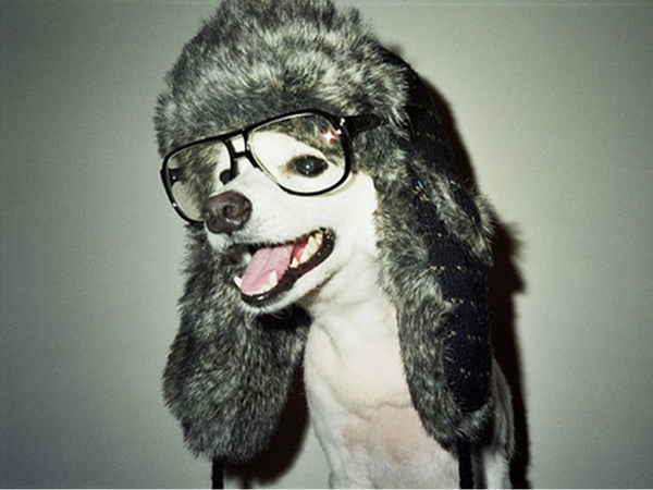 Dogs Nerd Glasses Wallpaper