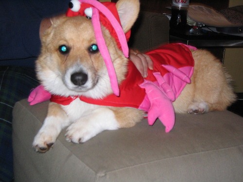 Funny Corgi Lobster Image Pictures Becuo