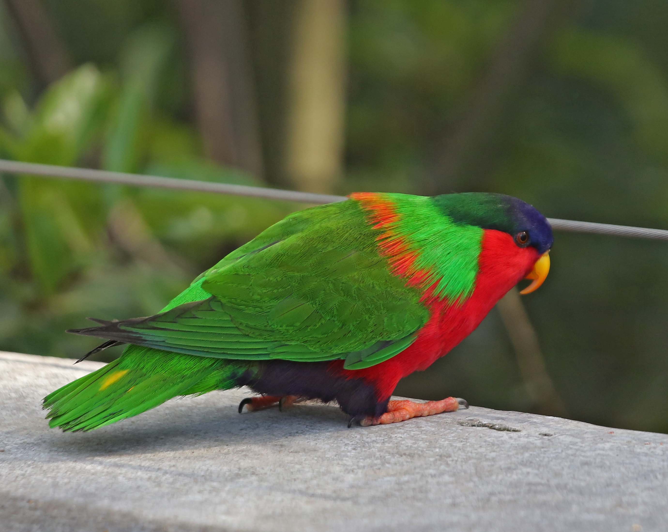 Lory Parrot Bird Tropical Wallpaper