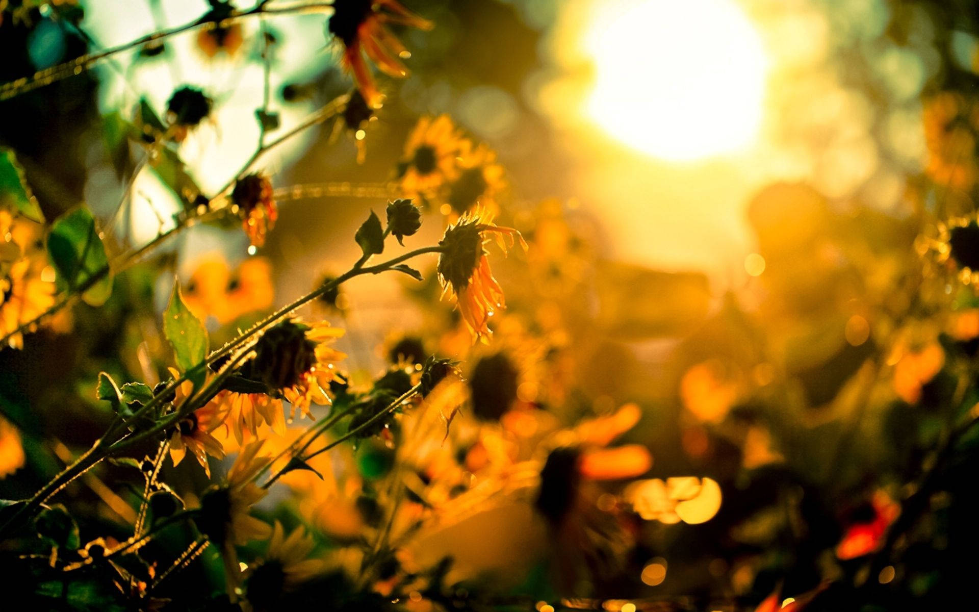 Beautiful Sunshine Wallpaper