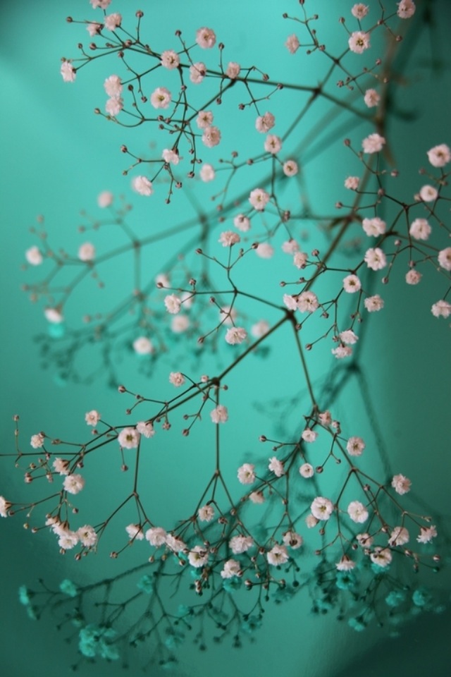 Pretty Little Flowers iPhone 4s Wallpaper