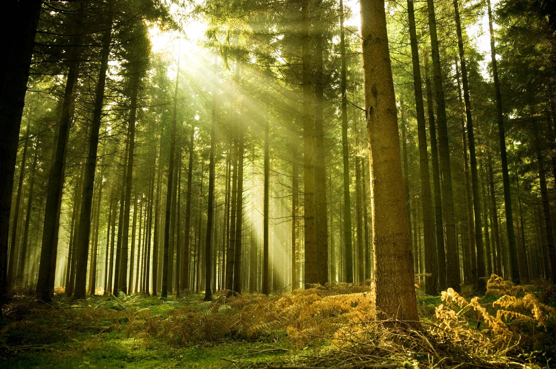 Green Tree Wallpaper