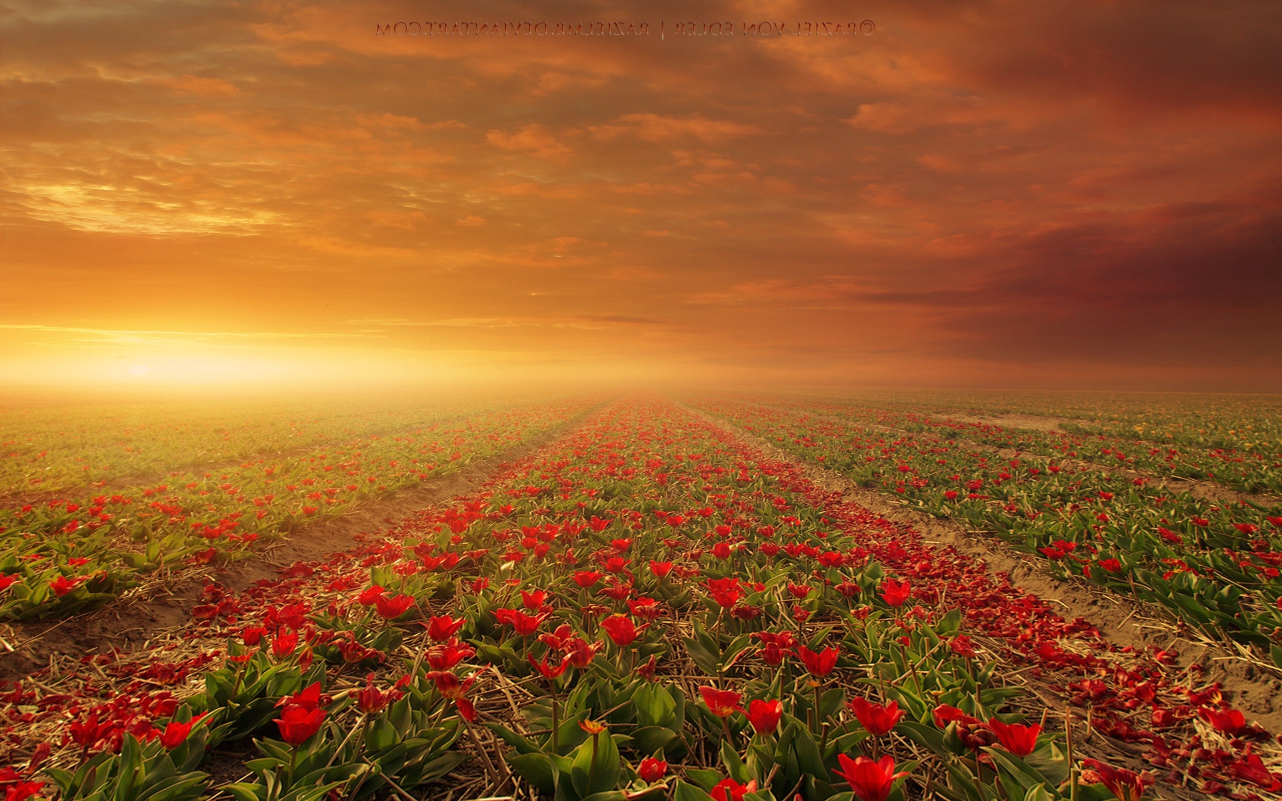Flower Fields Nature HD 4k Wallpaper Image Photos And Picture
