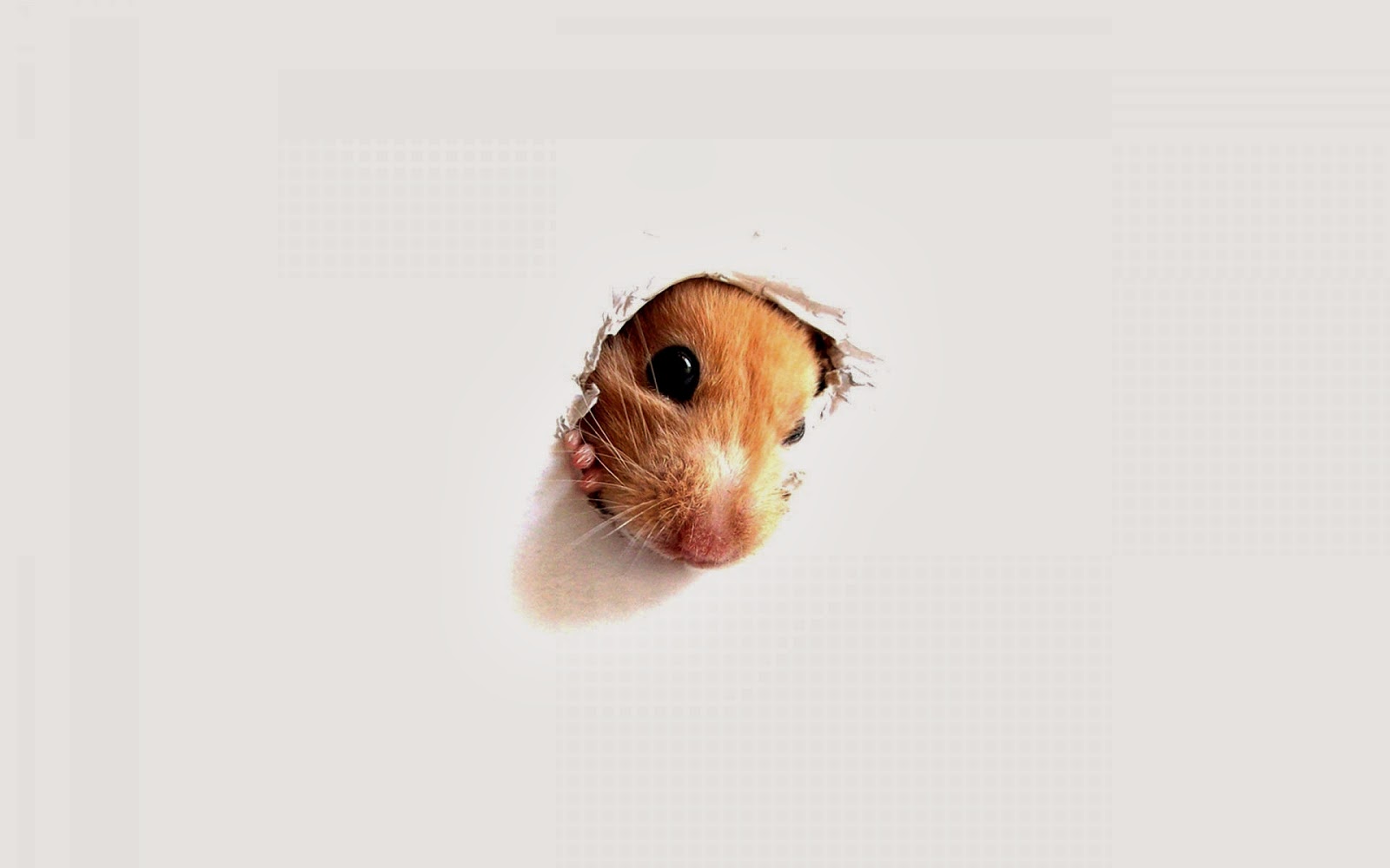 Hamster Wallpaper HD Beautiful Collection
