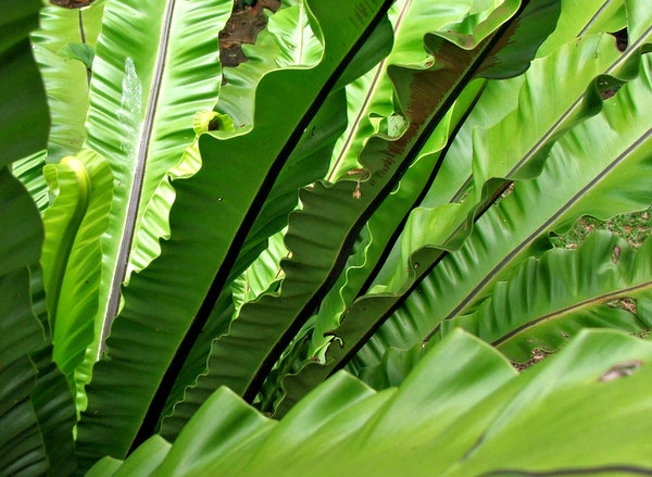 green fanning fronds Free stock photos   Rgbstock  Free stock images