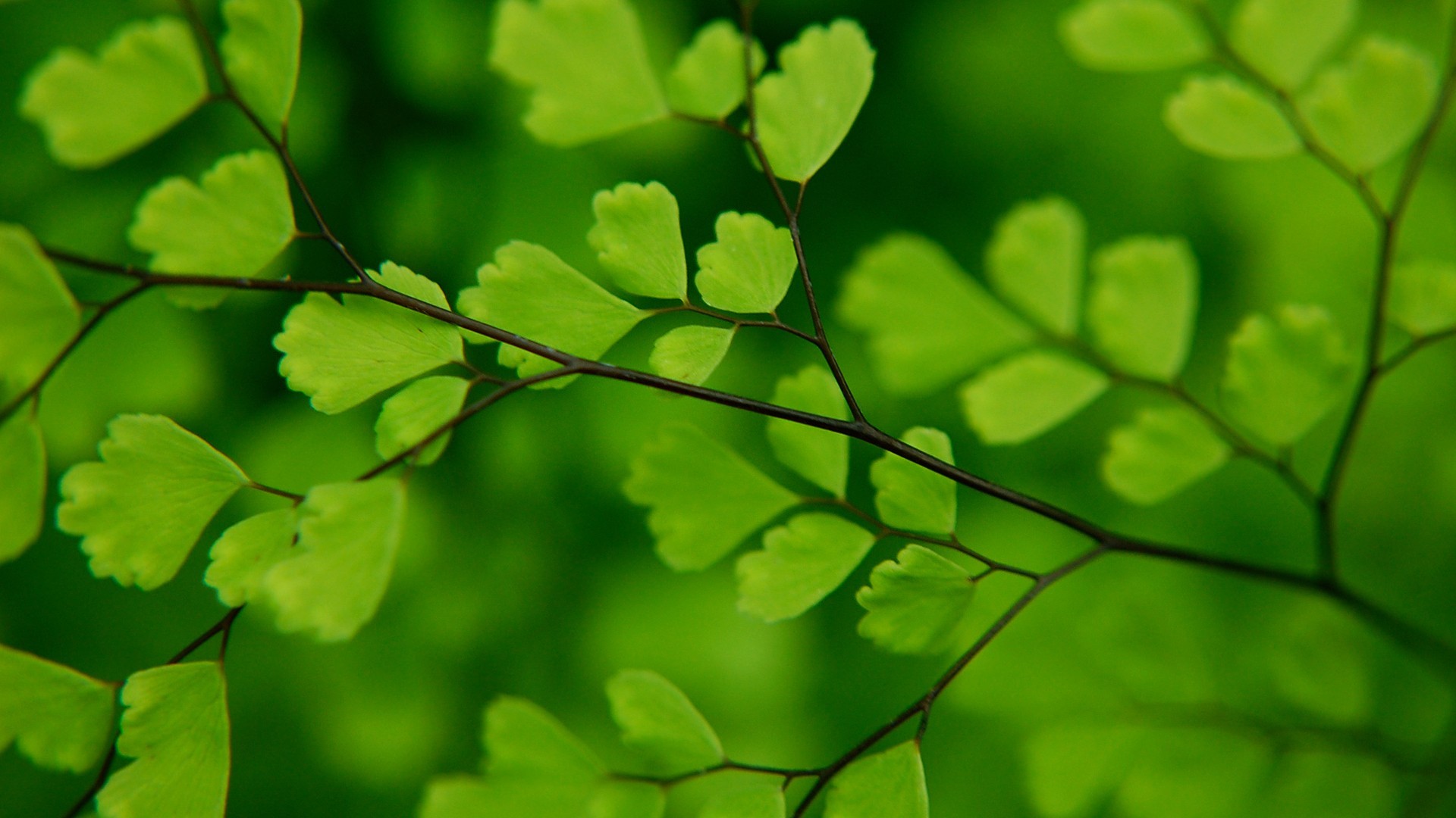 Ginkgo Background Wallpaper High Definition Quality