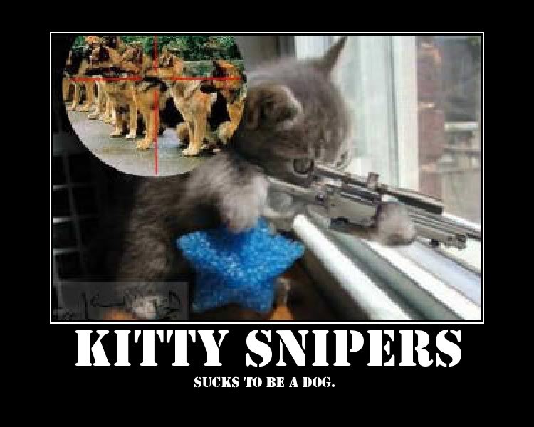 Sniper Kitty