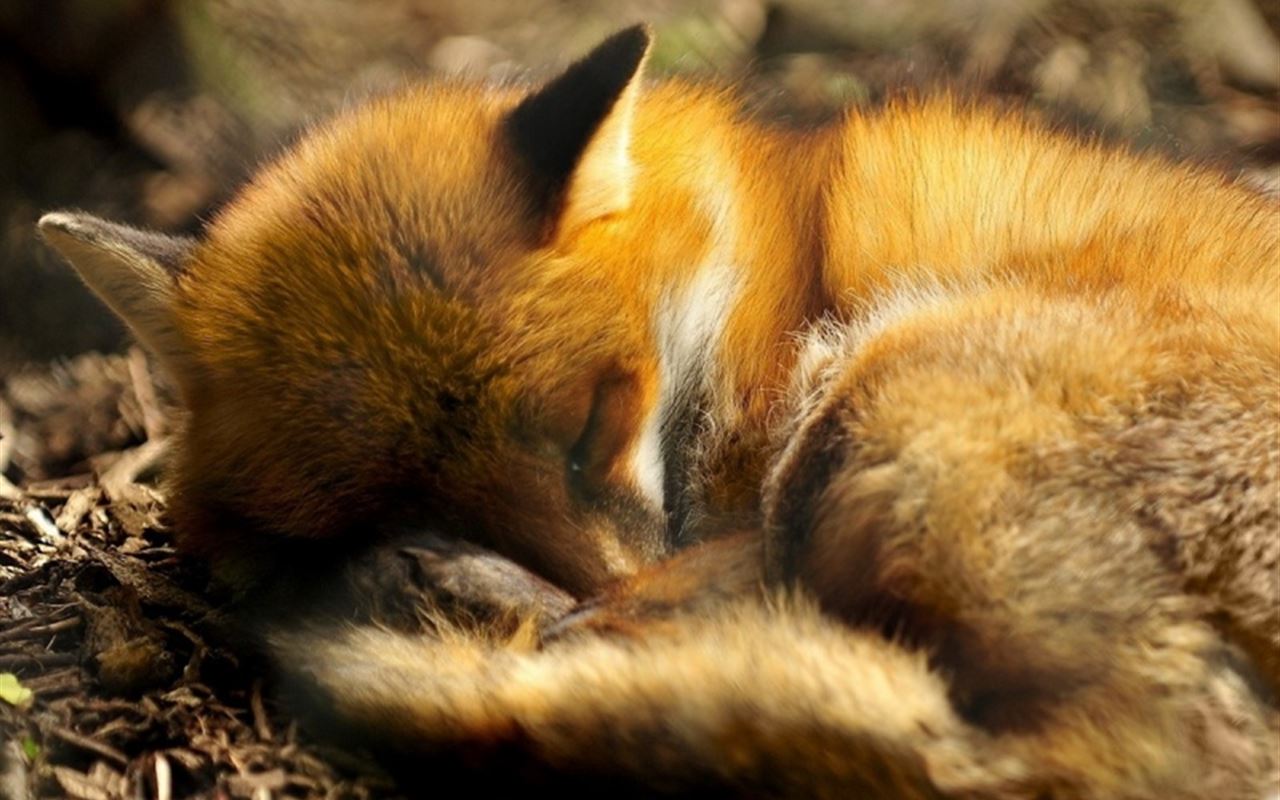 Sleeping Red Fox Animal iPad Wallpaper