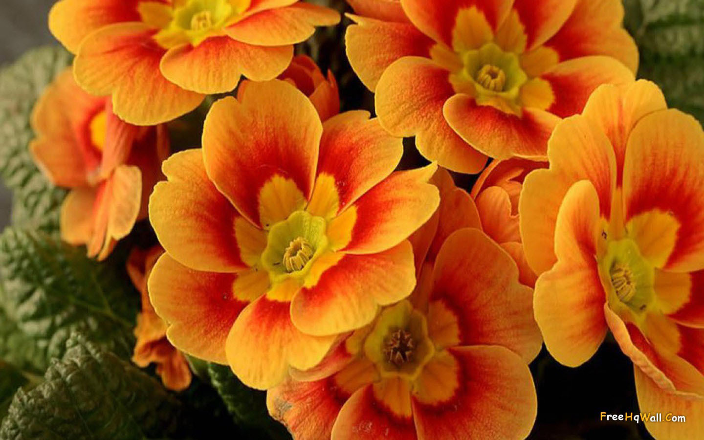 Beautiful Orange Flower wallpaper 1440x900 22565