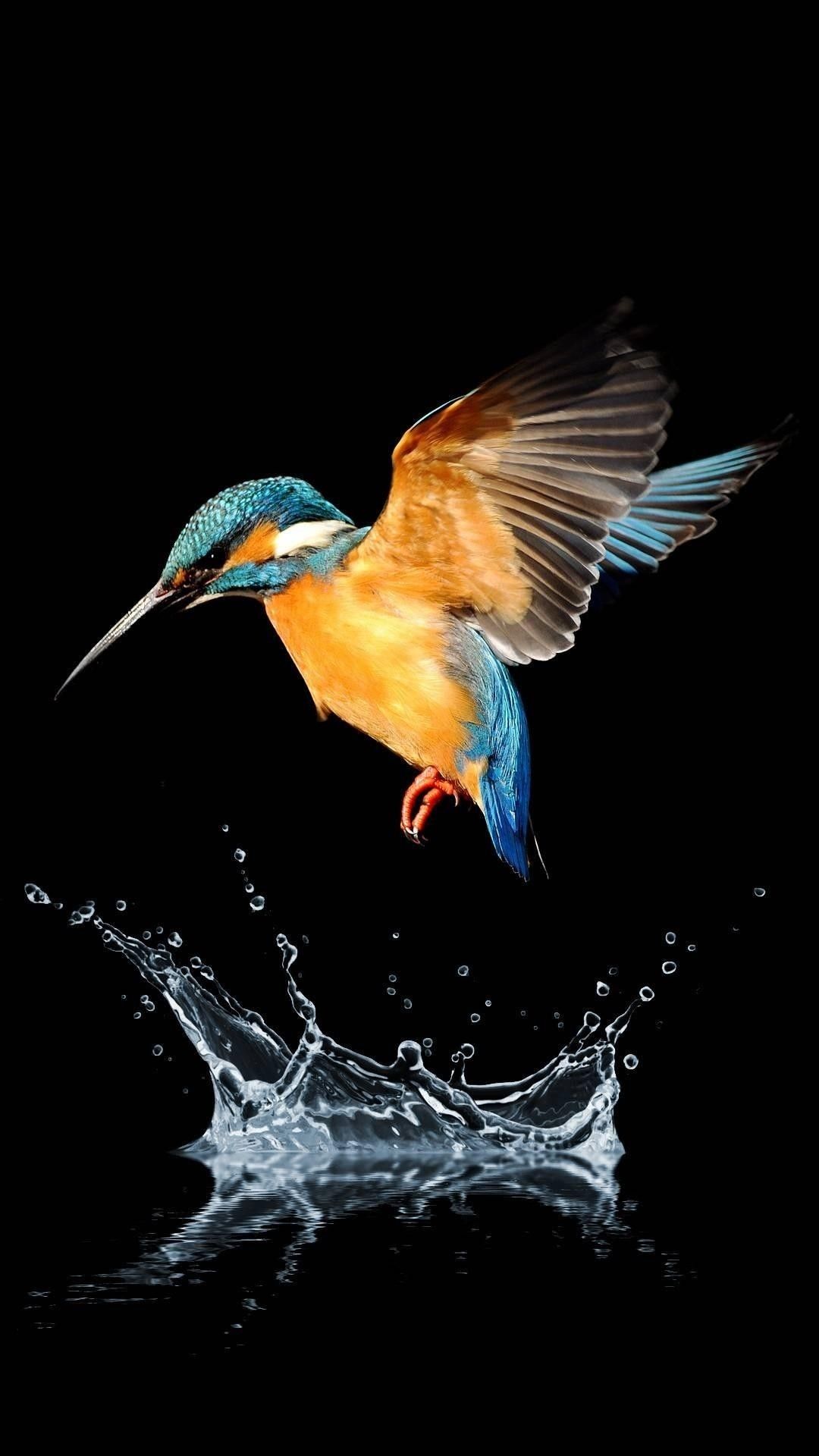 4k Ultra HD Bird Wallpaper