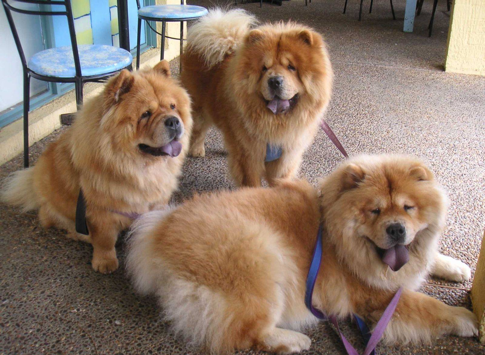 Sweet Chows Family Chow Dogs Wallpaper