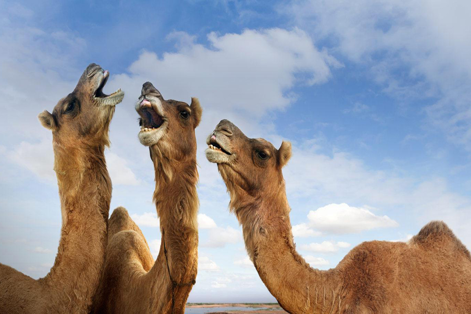 Pics Photos Desktop Wallpaper Camel Desert India