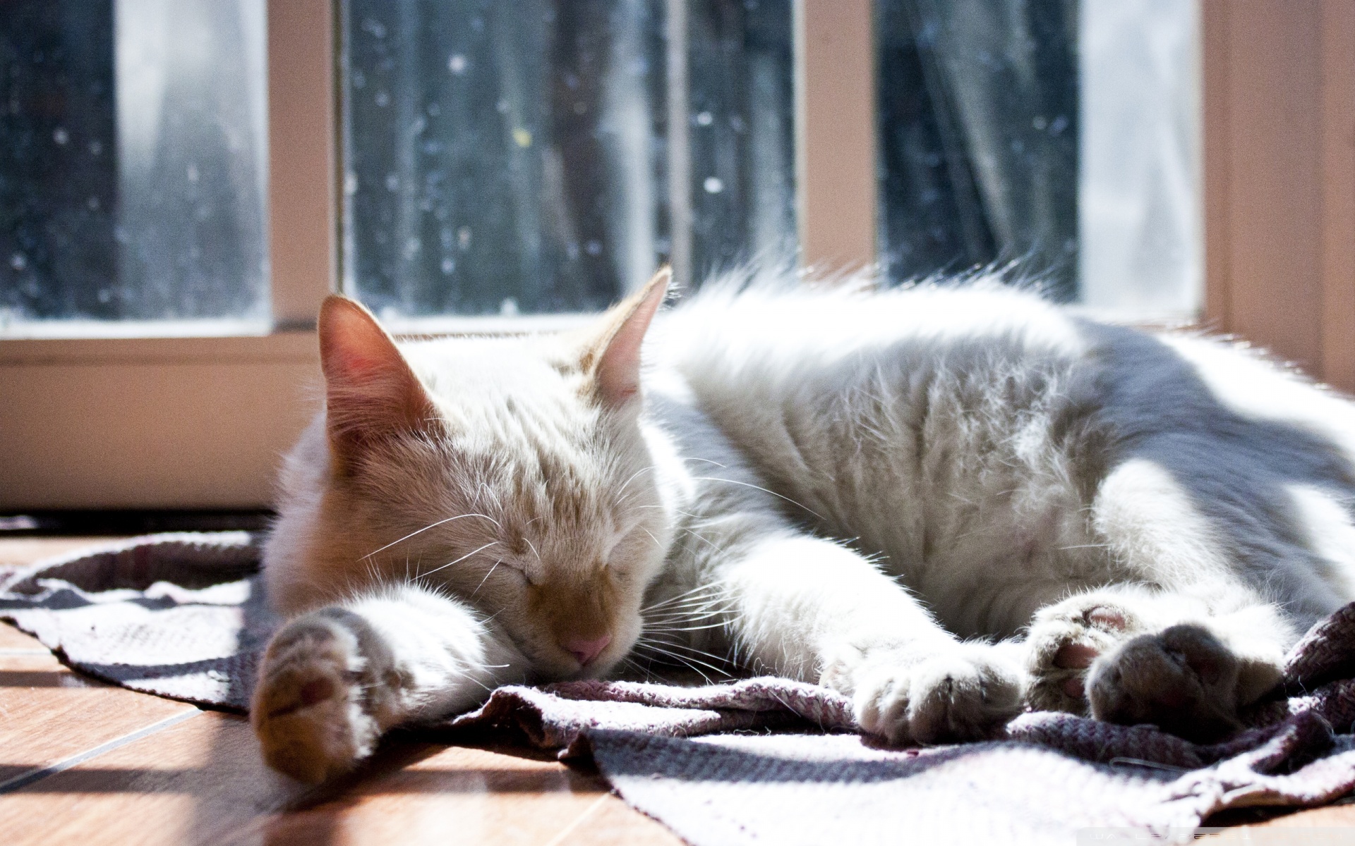 Home Cat Sleep Soundly Wallpaper Animal Desktop Background