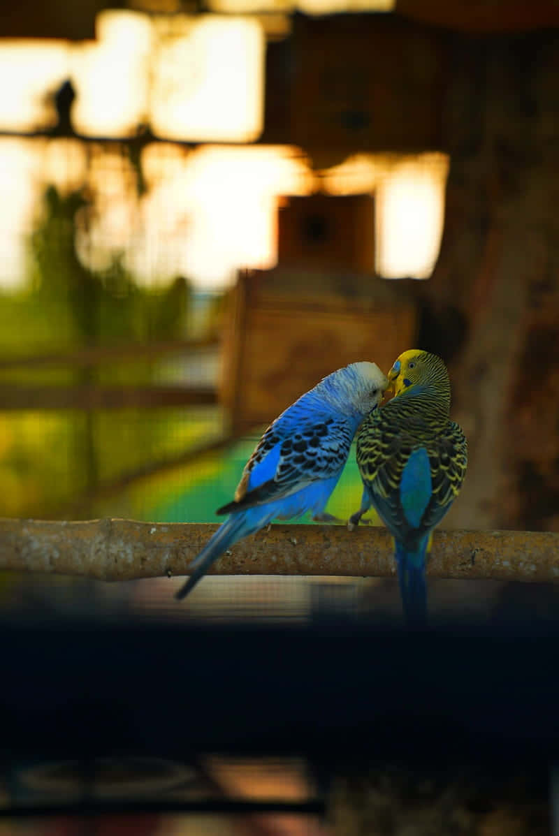 Bird iPhone Wallpaper